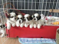 Orjinal Shih Tzu Sahiplendirme