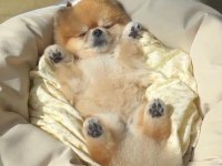 Pomeranian boo garantili bebekler