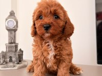 Toy poodle bebekler