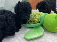 2 aylık siyah inci poodle bebekler