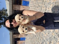 Maltipoo Yavrularım Sağlık Ve Irk Garantilidir