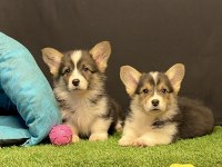 Pembroke Welsh Corgi Yavruları - Club K9 Güvencesiyle
