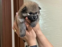 Yeni Doğan Pomeranian Erkek Boo