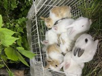 Pırıl pırıl 20 günlük bebek tavşanlar