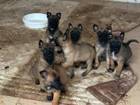 A kalite malinois belçika kurdu