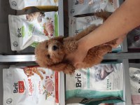 POODLE YAVRULARIMIZ YENİ YUVASINI ARIYOR