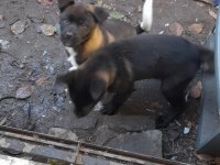Akita 3 aylık aşılı dişi yavru