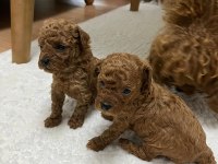Anne babadan garantili 1,5 aylık toy poodle