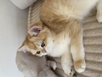 Şecereli british shorthair Black Golden ny12 erkek yavru
