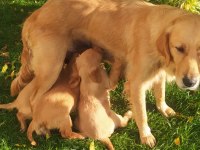 Muhteşem kaliteli golden retriever yavrularımız