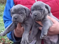 CANE CORSO YAVRULARI MÜKEMMEL ARAYANLARA