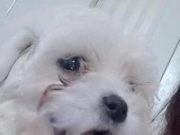 Yaramaz maltese çocuk Linda