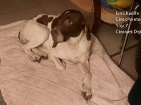 KÖPEKLERİMİZE BERABER YAŞAYACAK AİLE ARIYORUZ