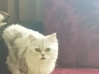 CHİNCHİLLA GÜZELLİKLER BURADA