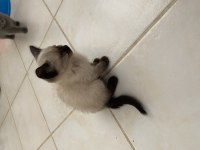 British shorthair yavrular