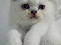 Pamuk yavru kediler