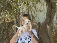 Dalmaçyalı Yavrularımız