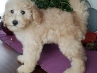 Şecereli 2 kardeş poodle