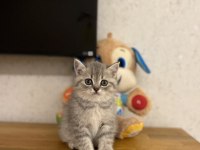 Brıtısh Shorthair Yavrular