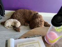 Peluş Görünümlü A Kalite Maltipoo