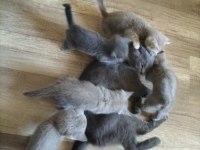 Cok uyguna maviş gözlü british shorthair yavrular