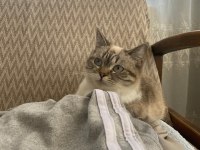 Minnoş kız british shorthair