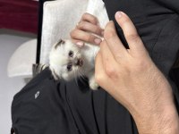 Prenses Scottish Fold Aşıları Var