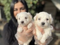 Kore maltese terrier yavrularım