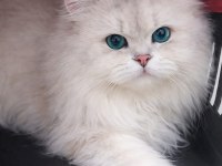 British longhair eşleşme ilanı