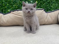 British Shorthair Lilac