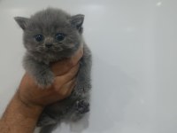BLUE BRİTİSH SHORTHAİR BAL BEBEKLER