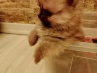 Orjinal pomeranian yavru köpeğimiz