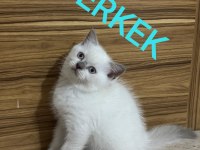 2 Aylık British Ve Scottish Bluepoint Shorthair Yavrular