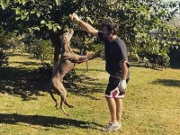 Weimaraner yavrular