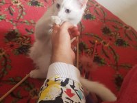 9 Aylık Boncuk Mavisi Deli Çocuk Kedimiz