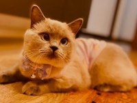 British shorthair dişi