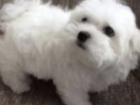 Shih tzu köpeği yavruları