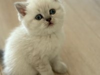 British shorthair yavrularımıza yuva arıyoruz