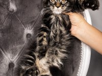 Üst kaliteli maine coon yavrular