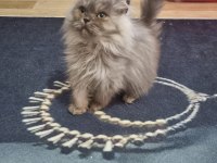 Silver Point British Longhair yavrularımız sahiplendirilecek