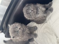 SCOTTISH FOLD KEDİMİZ