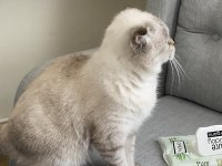 Uysal scottish fold kızıma yuva