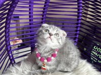 2 aylık Scottish Fold Silver dişi