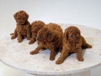 5 tane miniş toy poodle
