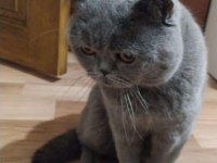 British Shorthair Kedisi