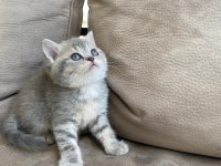 British shorthair kardeşler