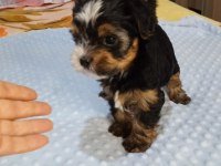 Yorkshire terrier teacup biewer