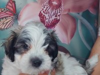 Yakışıklı Şampiyon Maltese Terrier