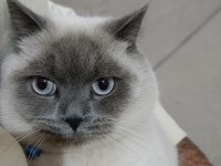 Kedimiz 1 yaşında olup british shorthair point erkektir