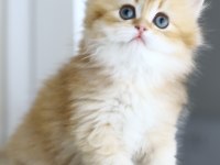 Gülen Tospik British Longhair